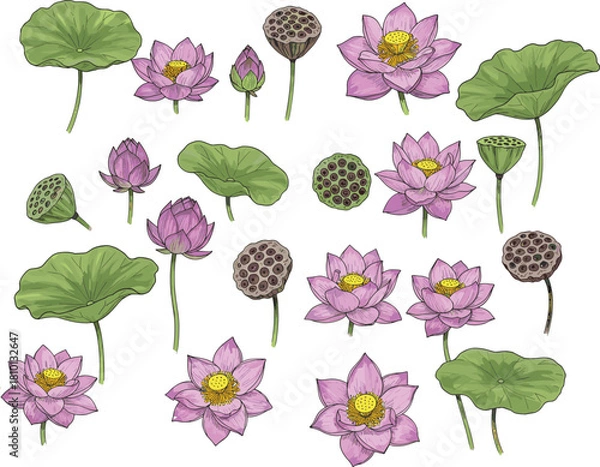 Obraz hand drawn lotus flowers leaves and seed pods collection botanical illustration pink water lilies detailed floral set isolated nature elements for design