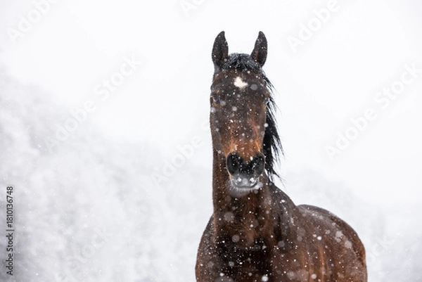 Fototapeta Pferd im Schneegestöber