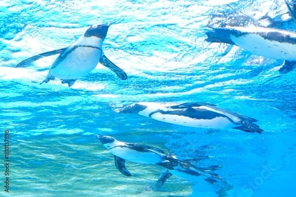 Obraz 泳ぐペンギンの群れ