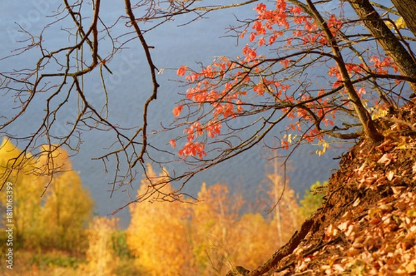 Obraz Autumn forest over the river