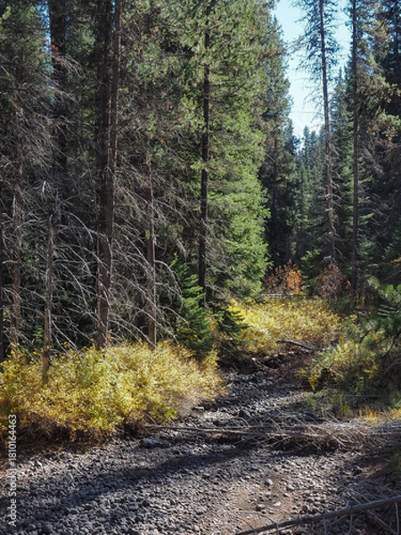 Obraz Golden bushes in their fall colors contrast with evergreen trees on the banks of a dried creek bed.