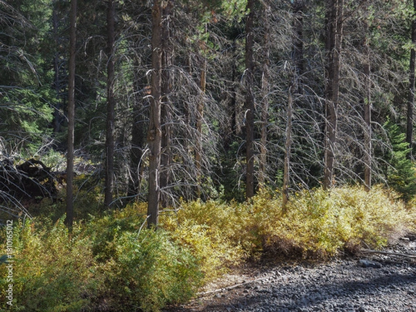 Obraz Golden bushes in their fall colors contrast with evergreen trees on the banks of a dried creek bed.