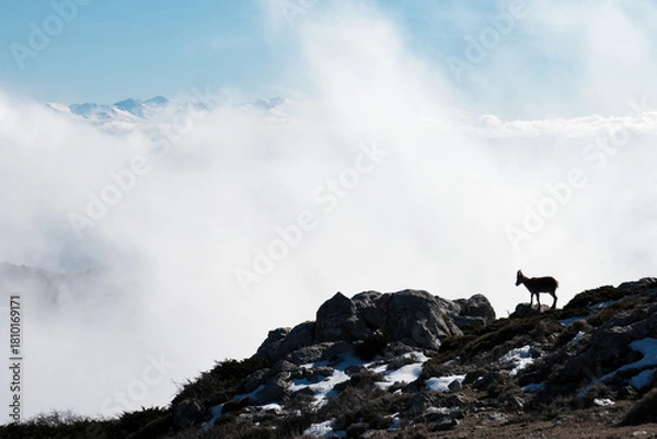 Fototapeta A wild ibex stands silhouetted against thick mountain mist on a rocky slope in the Sierra de Segura, with distant snowy peaks faintly visible.