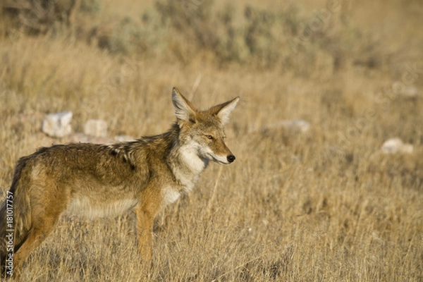 Obraz Coyote