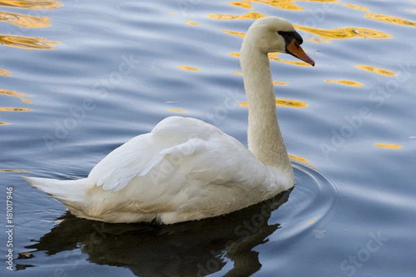 Obraz Mute Swan