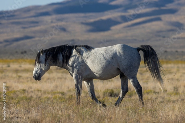 Fototapeta Wild Horse in Autumn in the Utah Desert