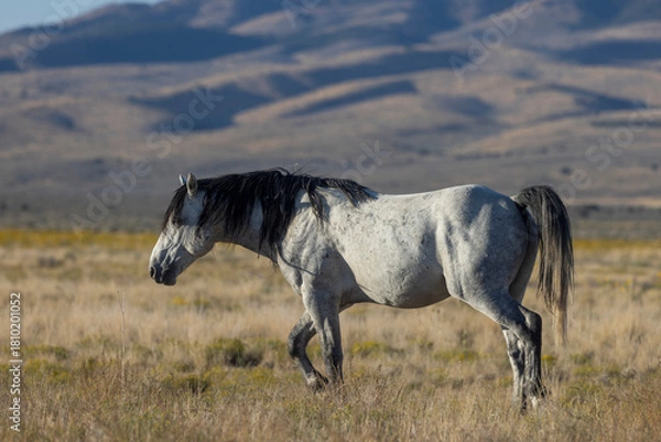 Obraz Wild Horse in Autumn in the Utah Desert