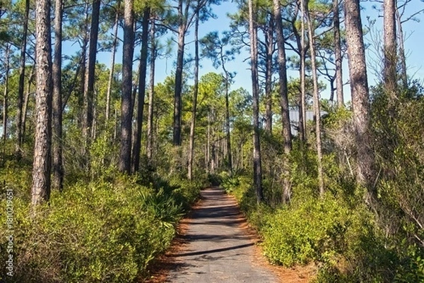 Obraz Late Autumn landscape of a nature trail passing through a tall Pine forest at Gulf State Park in Gulf Shores, Alabama.
