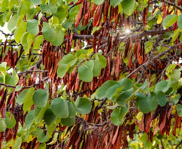 Obraz Gousses de Cercis