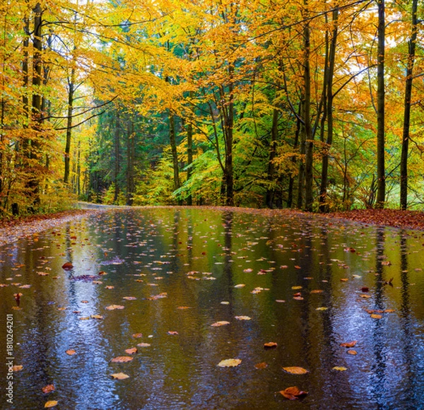 Obraz Niesamowity, bukowy las jesienią 2025