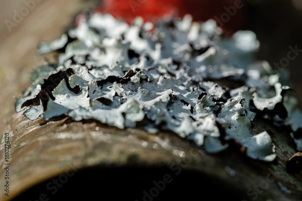 Fototapeta texture macro