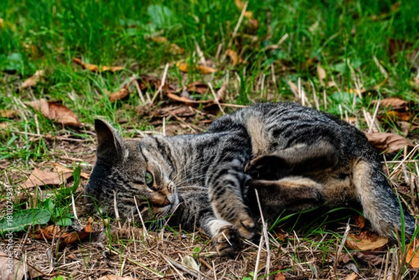 Obraz gato na relva