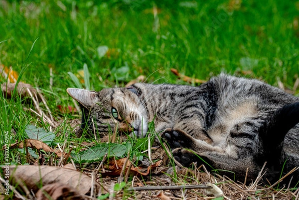 Obraz gato na relva