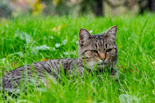 Obraz gato na relva