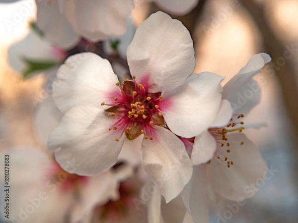 Obraz Almond tree floor in spring