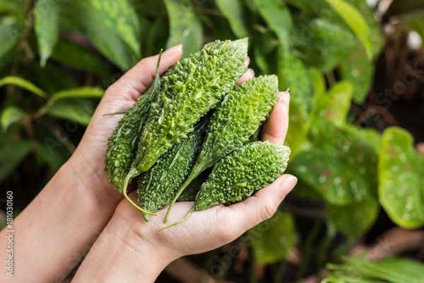 Obraz Hands hold Bitter melon