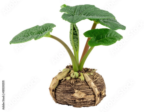 Fototapeta Small Potted Mandrake Plant with Green Leaves and Unique Textured Base on a Transparent Background