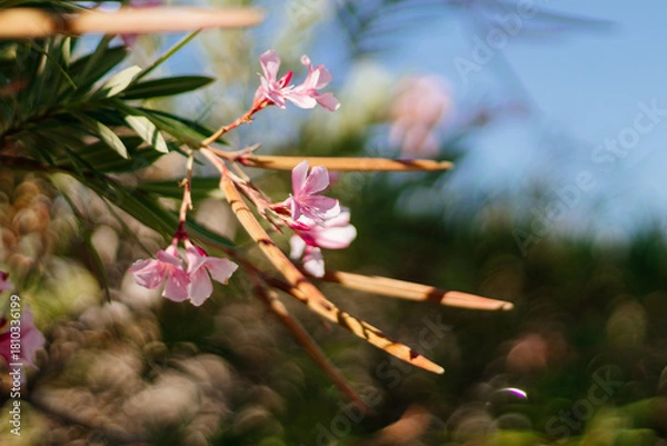 Obraz Beautiful pink flower with bokeh effect in the background