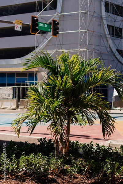 Fototapeta City streets with palm trees on a sunny summer day. A beautiful modern city with skyscrapers and street art. Tampa, Florida, during the holiday season. St.Petersburg, Florida, USA 13 June 2025. 