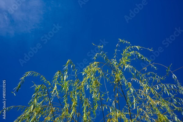 Fototapeta 青空の下の柳がゆれる20251108
