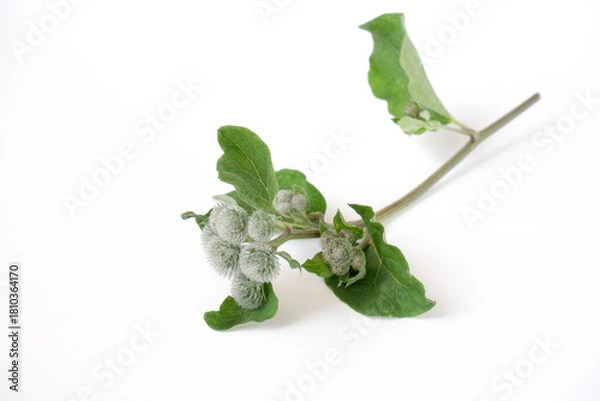 Fototapeta Burdock with inflorescences and leaves. A freshly cut twig on a white background.