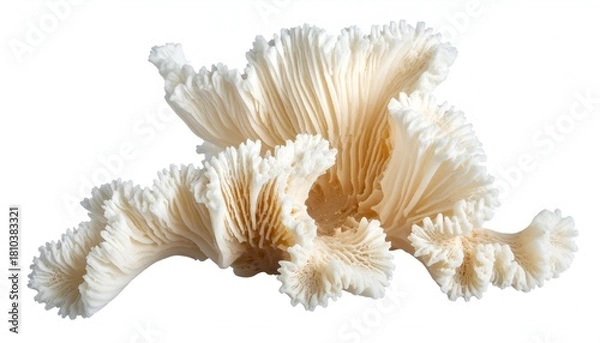 Fototapeta An intricate, cream-colored, ridged formation, possibly organic, on a stark white backdrop