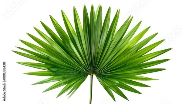 Fototapeta Bright green fan-like leaf against a white background, highlighting its intricate veins