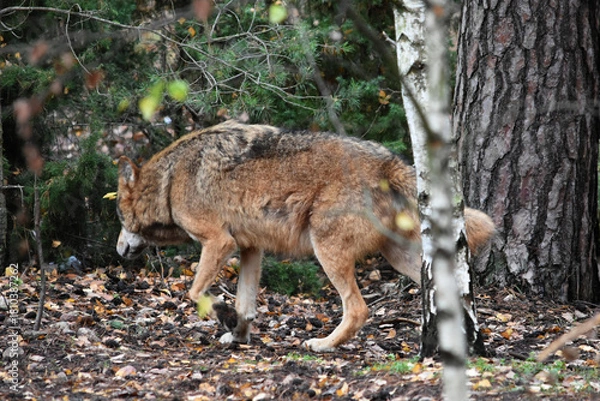 Obraz Big wolf in the forest between the trees