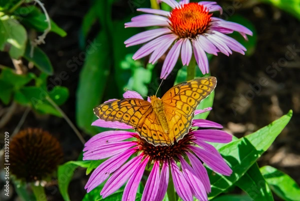Obraz Monarch on flowers