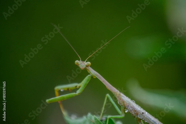 Fototapeta Praying Mantis Face