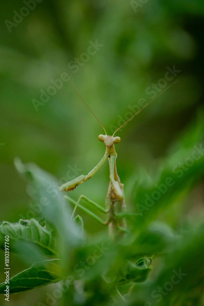 Fototapeta Praying Mantis