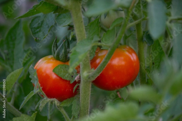 Fototapeta Tomatoes growing