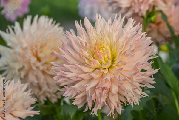 Obraz Hirschgeweih-Dahlie, Sorte Hapet Champagne