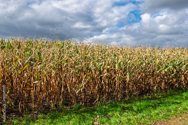 Fototapeta Maisfeld im Herbst