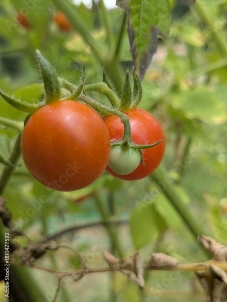 Fototapeta Cherry Tomatoes growing