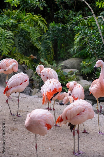Fototapeta Flamingos