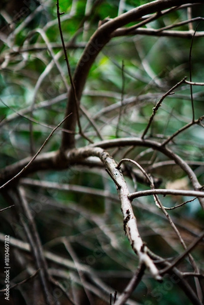 Fototapeta Árvore Seca