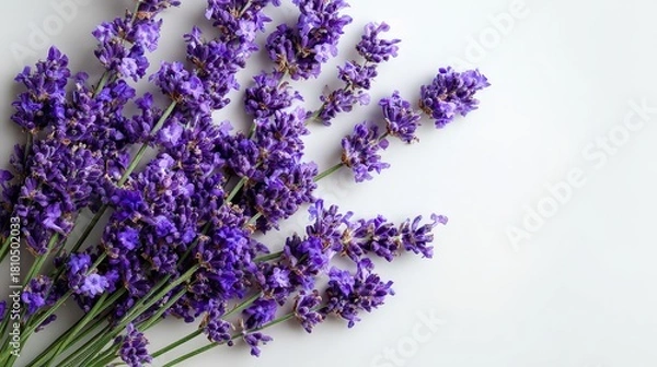 Fototapeta Close Up of Purple Lavender Flowers on a White Background with Soft Natural Lighting and Selective Focus for a Fresh Herbal Aesthetic