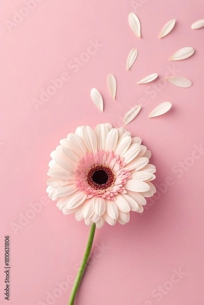 Obraz Delicate Gerbera Daisy on Pink Background with Petals