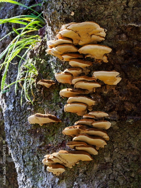 Obraz 樹幹に群生するサルノコシカケ類のきのこ