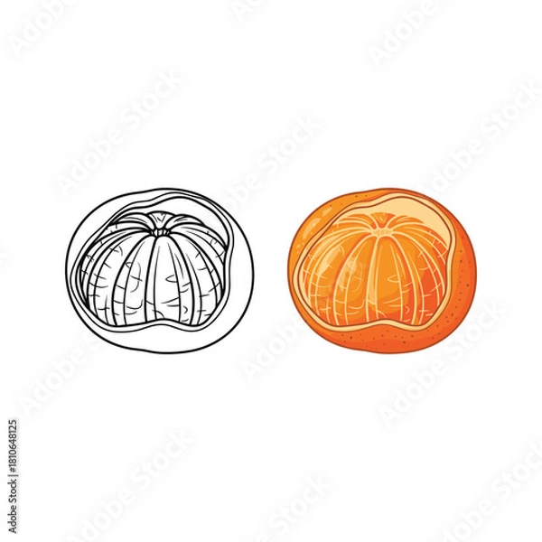 Fototapeta Mandarin orange vector illustration, line art and color version isolated on