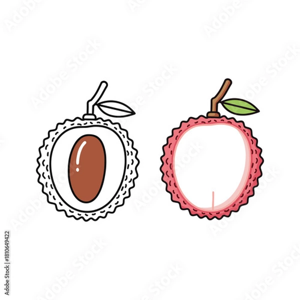 Fototapeta Lychee fruit line art and colored version isolated on