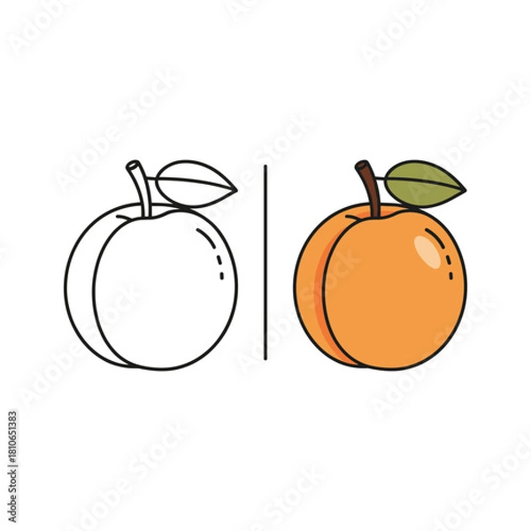 Obraz Apricot fruit line and solid icon isolated on vector design