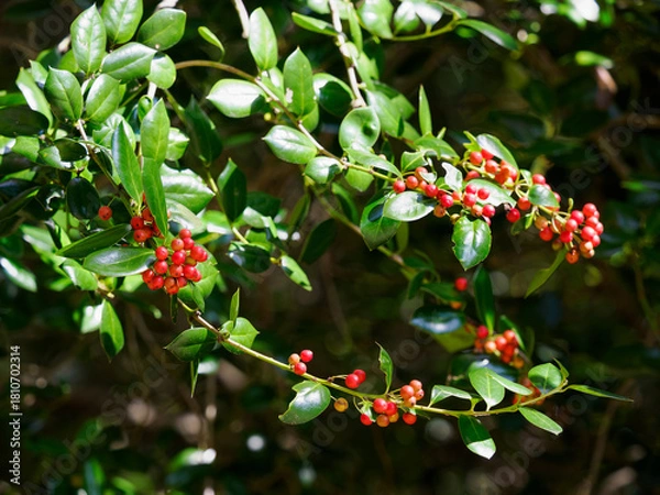 Obraz 晩秋に赤く熟すヤバネヒイラギモチの実
