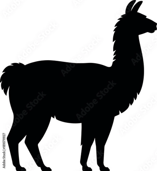 Obraz Black llama silhouette standing animal mammal