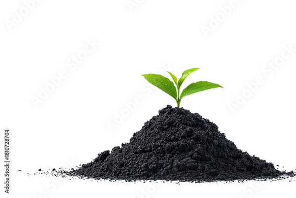 Fototapeta Sprout rises from dark soil; simple, new life