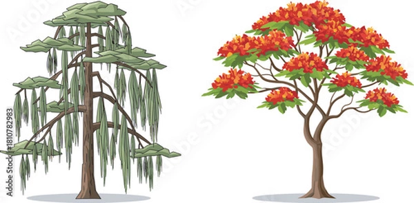 Fototapeta Illustrations of Two Beautiful Vector Trees: A Detailed Weeping Willow with Cascading Leaves and a Flamboyant or Flame Tree with Vibrant Red-Orange Blossoms, Isolated on White.