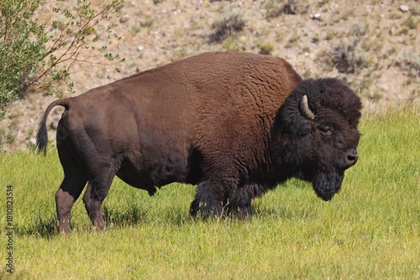 Fototapeta Bison portrait in Yellowstone National Park, USA