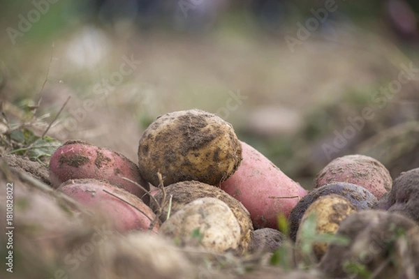 Fototapeta Freshly Harvested Potatoes Resting on a Field With Earthy Background