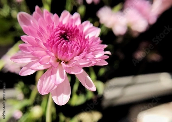 Obraz pink dahlia flower